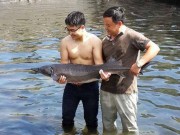 Thị trường - Tiêu dùng - Bỏ nghề xây dựng, chuyển sang nuôi cá khổng lồ kiếm chục tỷ/năm