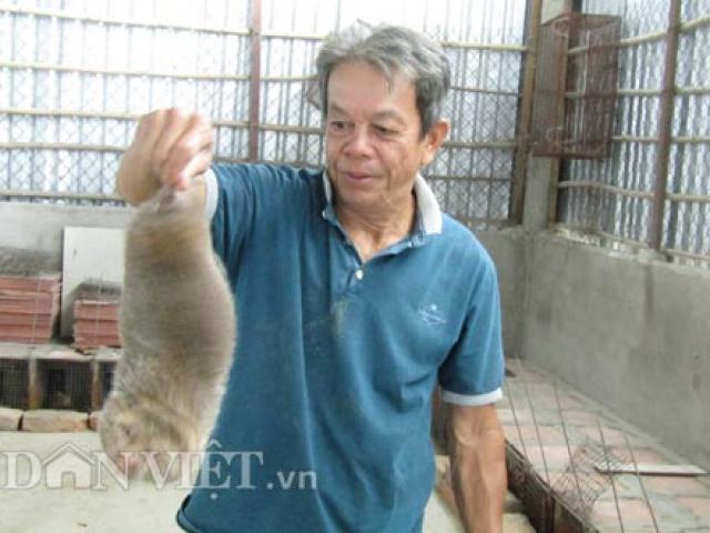 Sản xuất - Tiêu dùng - Nuôi "chuột rừng", giỏi đào hang, cho ăn tre già, có 20 triệu/tháng
