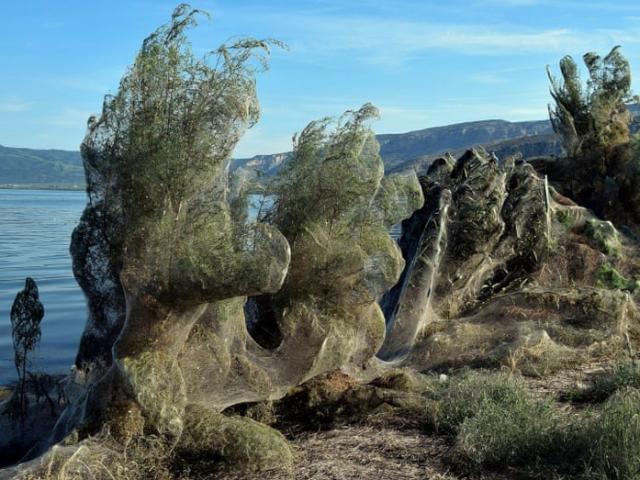 Phi thường - kỳ quặc - Hy Lạp: Ngỡ ngàng cảnh nhện “mở tiệc hoan lạc” kéo dài 300m bờ biển