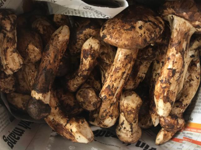 Thị trường - Tiêu dùng - Nhà giàu Việt "xếp hàng" chờ mua loại nấm bé bằng ngón tay