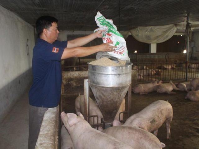 Thị trường - Tiêu dùng - Giá heo hơi hôm nay 23/9: Tăng 200%, người nuôi thấp thỏm lo âu trước giá lợn hơi