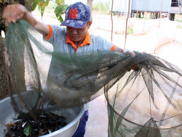 Thị trường - Tiêu dùng - An Giang: Mùa nước nổi nhộn nhịp bắt cá tôm, hái bông điên điển