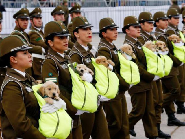 Chó nghiệp vụ gây sốt tại lễ diễu binh Chile vì…quá dễ thương