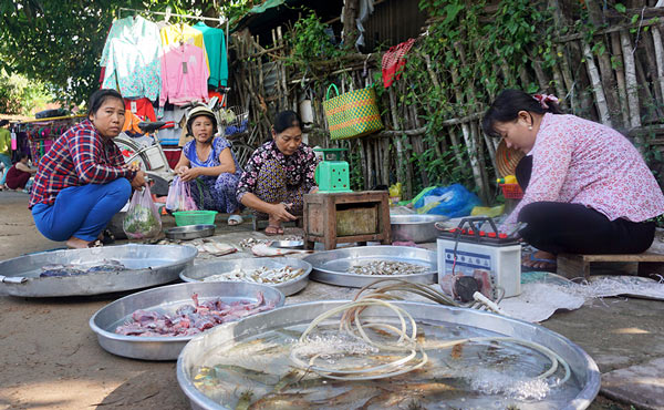 An Giang: Mùa nước nổi nhộn nhịp bắt cá tôm, hái bông điên điển - 3