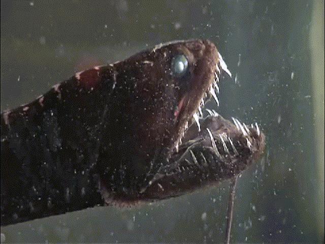 Media - Loài sinh vật kỳ quái với đôi mắt trong suốt ẩn náu dưới biển sâu