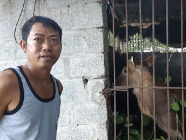 Thị trường - Tiêu dùng - Clip: Nuôi con ăn lá mít, uống nước lã, đến hẹn cắt sừng thu tiền