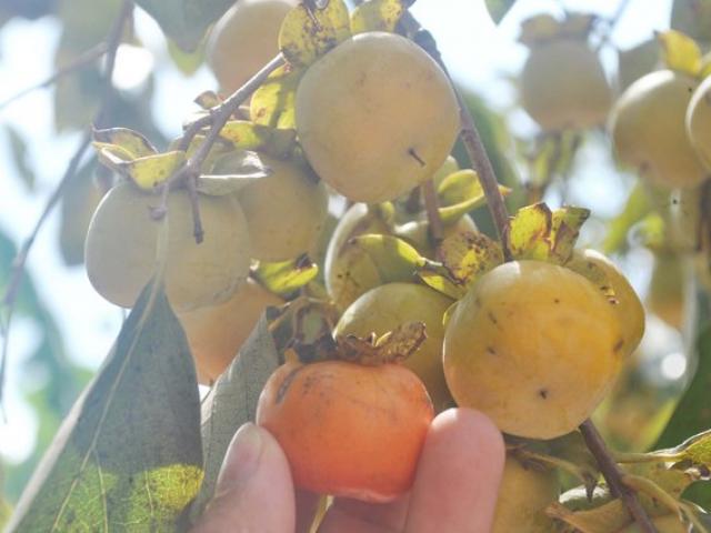 Sản xuất - Tiêu dùng - Nghệ An: Mê mẩn vườn hồng cổ thụ trĩu quả giữa trời thu