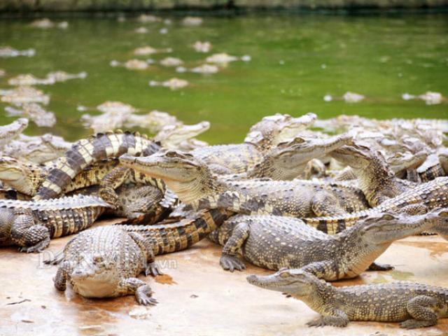 Thị trường - Tiêu dùng - Clip: Rùng mình trang trại cá sấu 40.000 con "khủng" nhất miền Tây