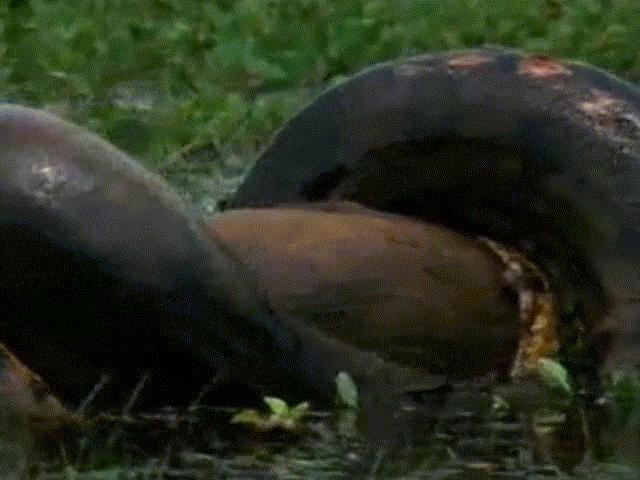 Media - Ghê rợn những "quái thú" khát máu tấn công, ăn thịt cả đồng loại