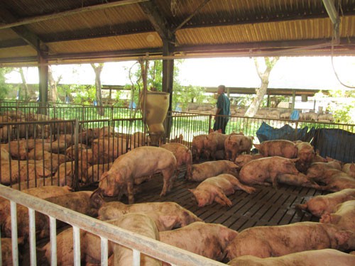Có dấu hiệu găm hàng, đẩy giá heo hơi - 1