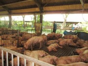 Thị trường - Tiêu dùng - Có dấu hiệu găm hàng, đẩy giá heo hơi