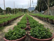 Thị trường - Tiêu dùng - Khánh Hòa: Giá cúc giống, vật tư vụ hoa Tết tăng “chóng mặt”
