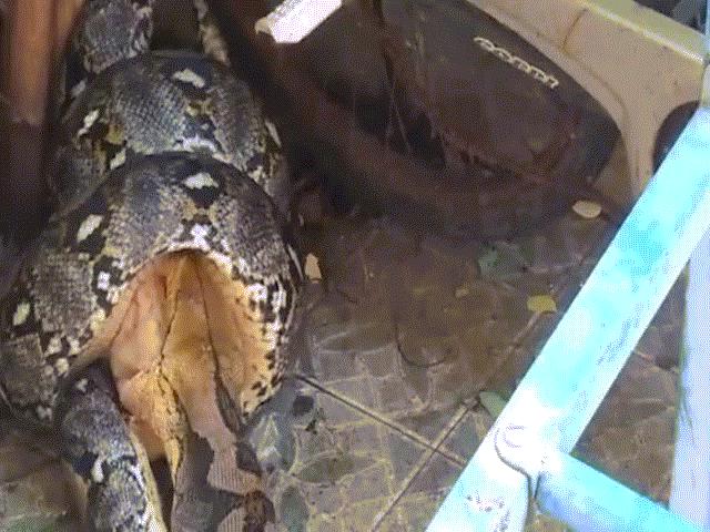 Phi thường - kỳ quặc - Thái Lan: Trăn "khủng" đột nhập nhà dân bắt mèo ăn thịt