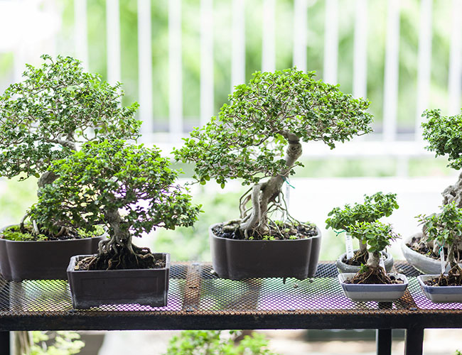 Cây cảnh bonsai có dáng vóc độc lạ, được uốn tỉa khéo léo