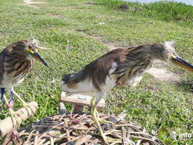 Thị trường - Tiêu dùng - Tận diệt chim trời: Cận cảnh "thiên la, địa võng" giăng bắt chim, cò