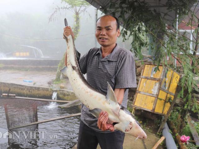 Sản xuất - Tiêu dùng - Nuôi loài "cá tàu ngầm" trên đỉnh mây mù, lãi 3 tỷ đồng/năm