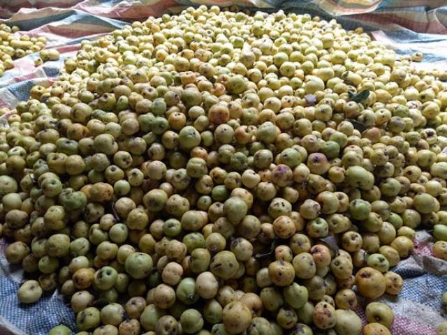 Thị trường - Tiêu dùng - Rừng táo sơn tra hơn 150 tuổi, "đẻ" sòn sòn, cho cả tạ quả/cây