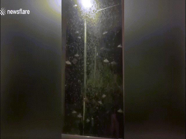 Phi thường - kỳ quặc - Kinh dị cảnh hàng nghìn bướm đêm xâm chiếm thị trấn Pháp