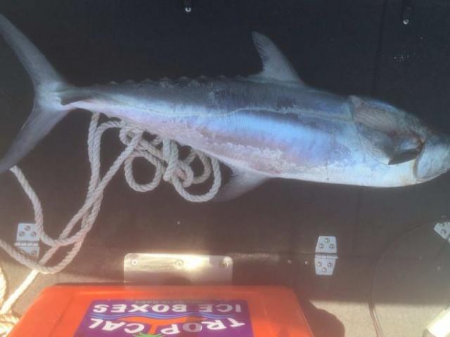 Thế giới - Hy hữu: Cá nhảy lên thuyền, cứa cổ người đi câu Úc