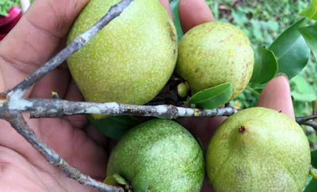 "Măng cụt rừng" - trái nhà quê được giới trẻ thành phố lùng sục mua - 2