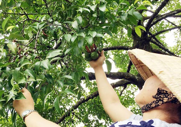 "Măng cụt rừng" - trái nhà quê được giới trẻ thành phố lùng sục mua - 3