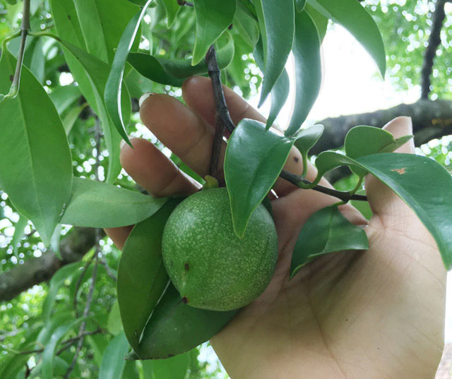 "Măng cụt rừng" - trái nhà quê được giới trẻ thành phố lùng sục mua - 4