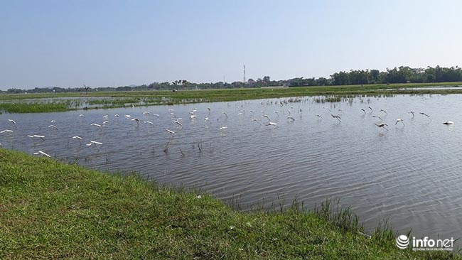 Tận diệt chim trời: Cận cảnh &#34;thiên la, địa võng&#34; giăng bắt chim, cò - 10