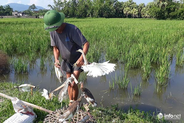 Tận diệt chim trời: Cận cảnh &#34;thiên la, địa võng&#34; giăng bắt chim, cò - 13
