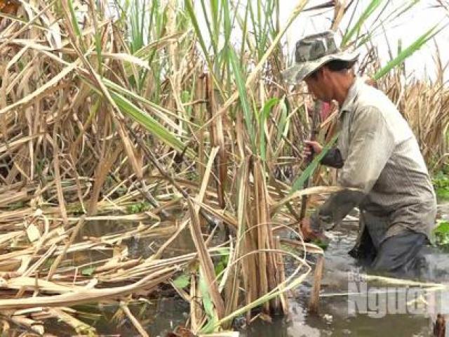 Thị trường - Tiêu dùng - Ứa nước mắt với hình ảnh nông dân trồng mía trắng tay vì lũ