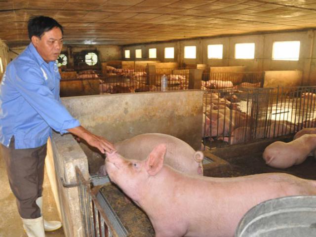 Thị trường - Tiêu dùng - Giá heo hơi hôm nay 27/9: Liên tiếp trúng giá, bán 1 con lợn hơi lãi tới 2 triệu