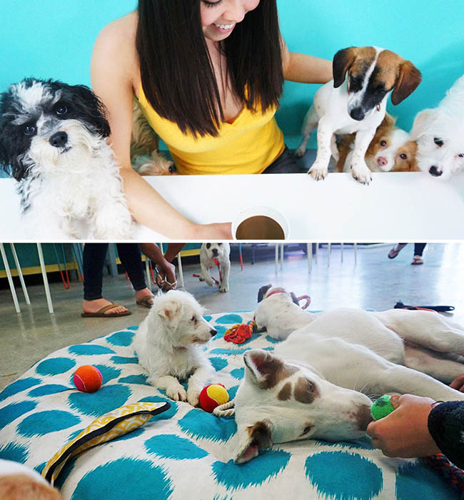 Dog Cafe, LA, USA dành riêng cho những người yêu thú cưng.