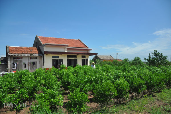 Ninh Bình: Lão nông kiếm tiền tỷ nhờ "con trơn nhớt" - 3