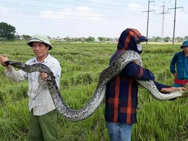 Tin tức trong ngày - Thanh Hóa: Dân vây bắt trăn "khủng", nặng 25kg ở đồng lúa đang gặt
