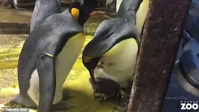 Đôi chim cánh cụt đồng tính bắt cóc con của đồng loại về nuôi - 1