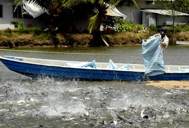 Giá cá tra lập kỷ lục mới - 1