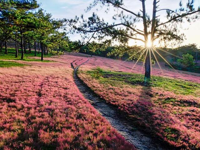 Thu về đừng quên buổi hẹn với ”mùa cỏ hồng” Đà Lạt