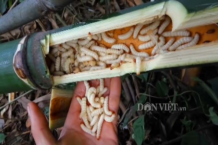 Hãi hùng: Vào rừng săn sâu tre ngoe nguẩy, món đặc sản thơm phức - 2