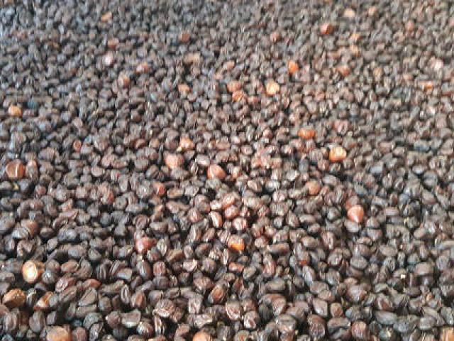 Thị trường - Tiêu dùng - Clip: Loài cây thẳng tắp, cao vút, ra quả thơm, bán đắt như vàng