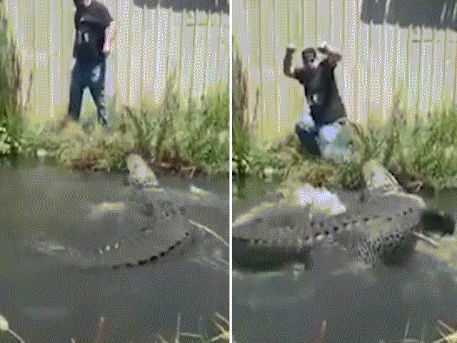 Kéo đuôi cá sấu khổng lồ, bị tấn công cực nhanh