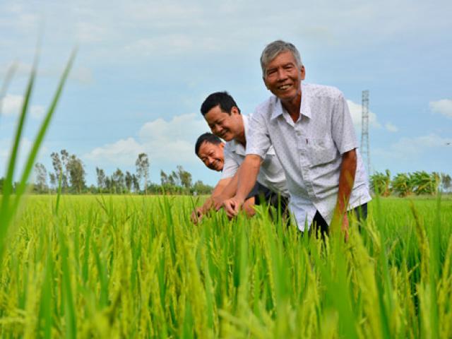 Thị trường - Tiêu dùng - Lão nông có 100 công đất “say” trồng lúa giống, lãi 750 triệu/năm