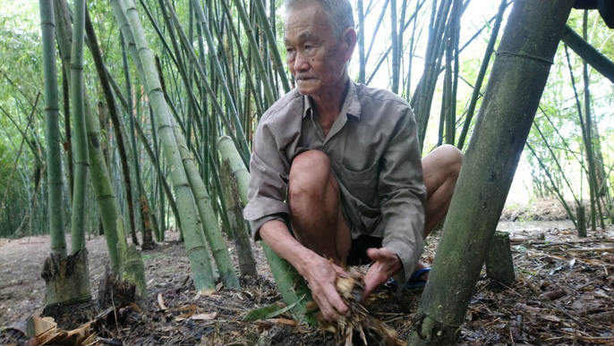 Lão nông 83 tuổi tăng thu nhập nhờ “níu kéo” lũy tre làng - 1