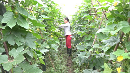 Phú Thọ: Cứ mỗi vụ xã này thu 200 tỷ đồng từ bí đao - 1