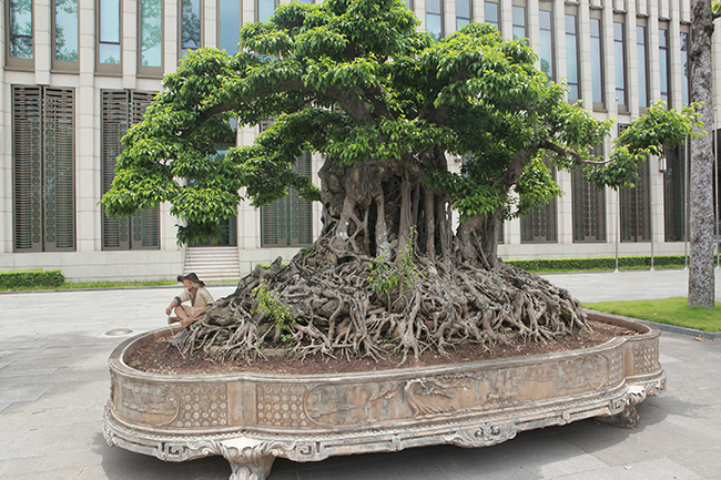 Cây sanh lá móng cổ có tên “Cửu long tranh châu" hiện đang được trưng này trước tòa nhà Quốc hội (Ba Đình, Hà Nội). Được biết, đây là lần đầu tiên cây sanh quý xuất hiện trước công chúng.