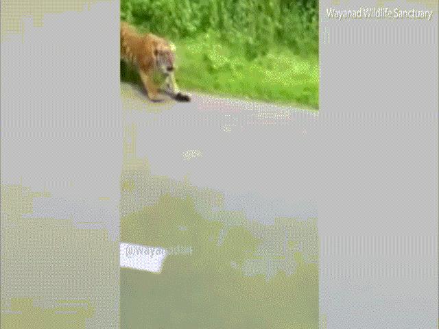 Video: Đang lái xe máy, sợ chết khiếp thấy hổ trong rừng xồ ra theo sát
