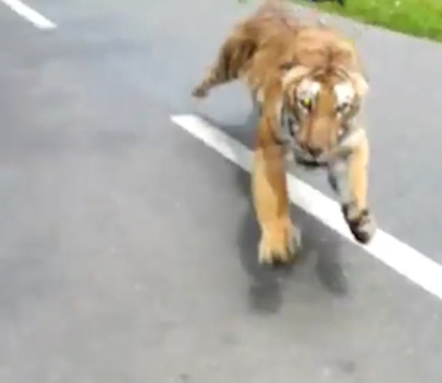 Video: Đang lái xe máy, sợ chết khiếp thấy hổ trong rừng xồ ra theo sát - 1