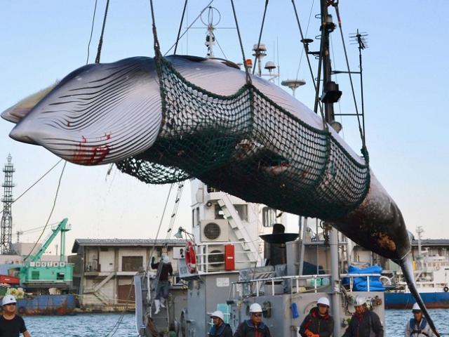 Thế giới - Tàu Nhật Bản lần đầu ra khơi săn cá voi thương mại sau 30 năm