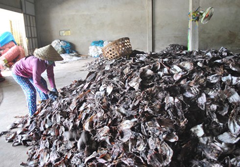 Gần 1000 tấn mực khô ứ đọng vì Trung Quốc ngừng thu mua - 1