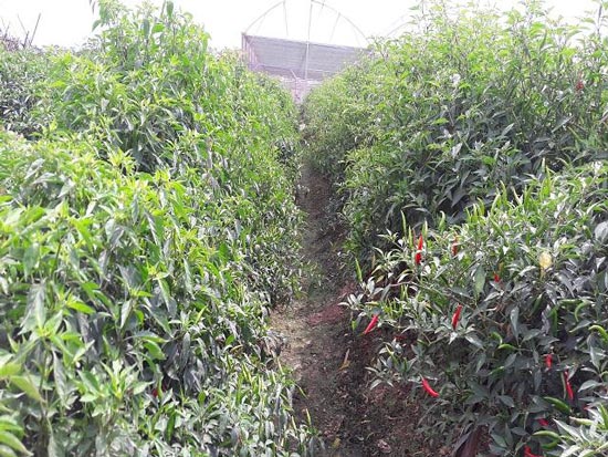 Hà Tĩnh: Ớt cay giá 70.000 đồng/kg, dân bỏ túi 30 triệu một sào - 3