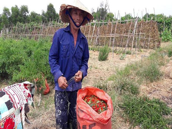 Hà Tĩnh: Ớt cay giá 70.000 đồng/kg, dân bỏ túi 30 triệu một sào - 4