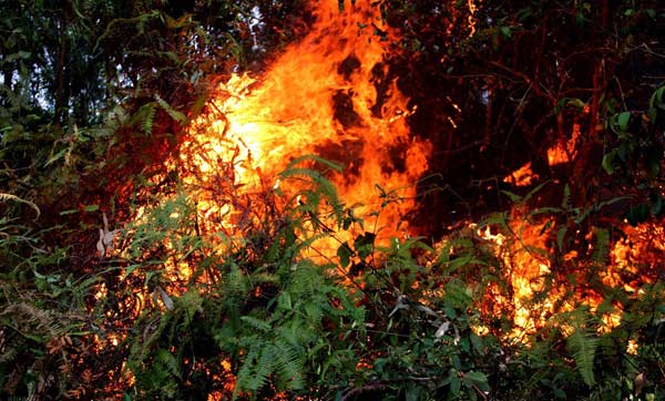 Tiếng khóc xé lòng tiếc thương người phụ nữ tử vong khi tham gia chữa cháy rừng - 1